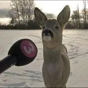 Bの画像