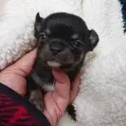 ふわふわ