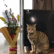 あんころもち