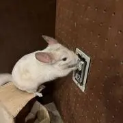 ちい
