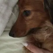 ちょこ
