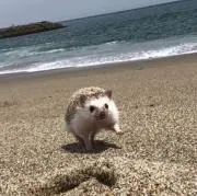 はりの画像