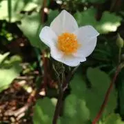 なでしこ