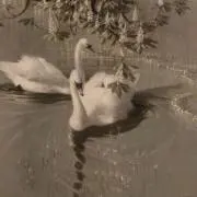 sononの画像