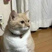 紅蓮2jpの画像