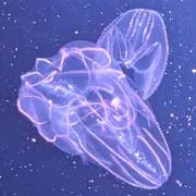 ゲラクの画像
