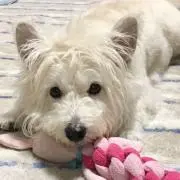 とんすけ