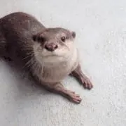 バモバモの画像