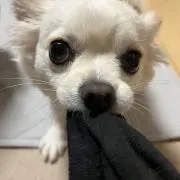 モコの画像