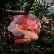 カリメロの画像
