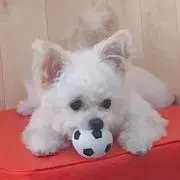 まるむにの画像
