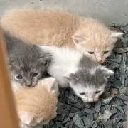サスケの画像
