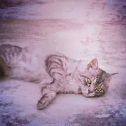 でーちゃんの画像