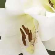 Yの画像