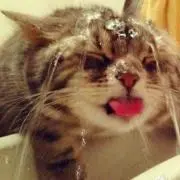 はるの画像