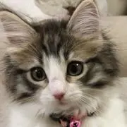 まゆたん