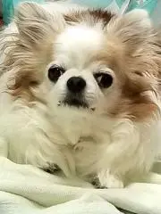 むぎの画像