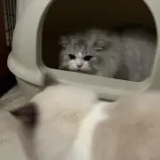 まもんじんの画像