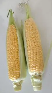 きこの画像