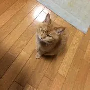 なつたりあん