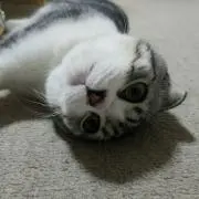 だんごの画像