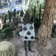 どんぐりの画像