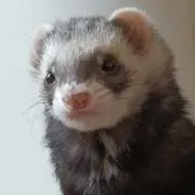 mokemokeの画像