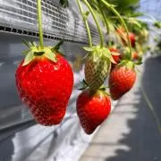 ぴーの画像