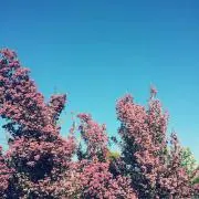 みもざの画像