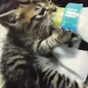 nao