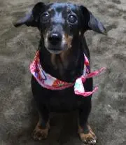 さくら