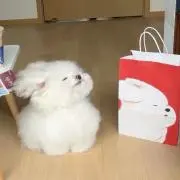 パモの画像