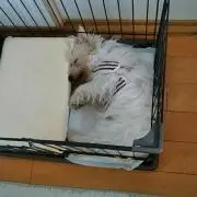 鷹