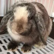 るりっち