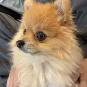 OTO
