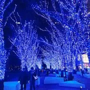 ココの画像