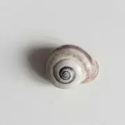 たこの画像