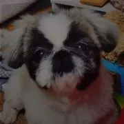 イモトちゃん