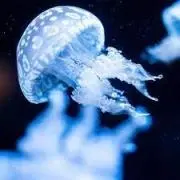 ユウの画像
