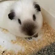 を。