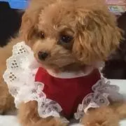 クララ