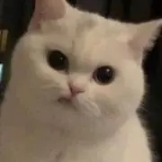 Yの画像