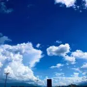 すずの画像