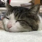 ニャンコ先輩
