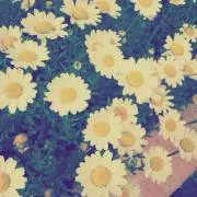 papiko02の画像