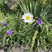 まるはぴの画像