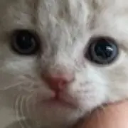 T_S_