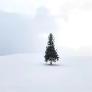 よんよんの画像