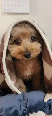 ひかりのこの画像