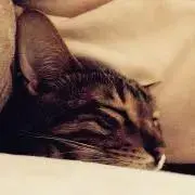 とわわの画像